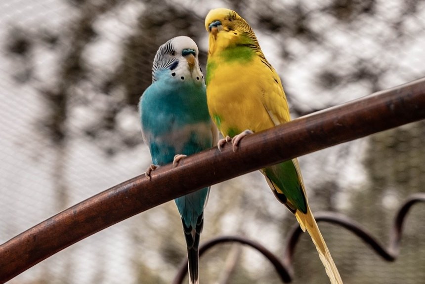 Контактный зоопарк