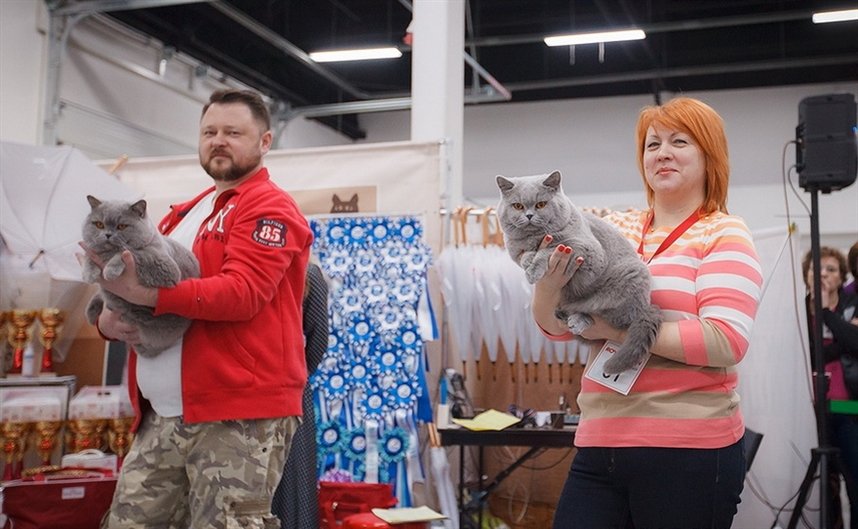 Выставка «День котозависимости»