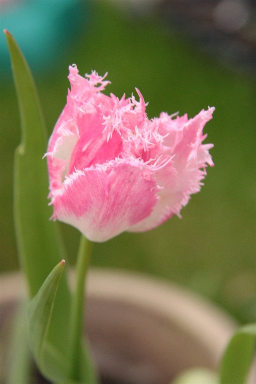 Пушистый тюльпан Пушистый тюльпан