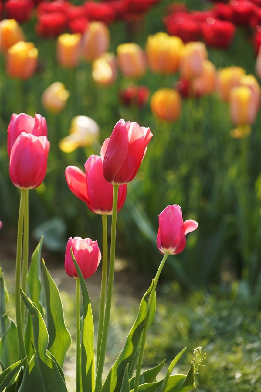 Первые тюльпаны Первые тюльпаны