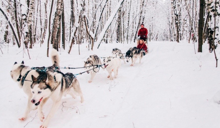 Хаски-парк в Сокольниках 