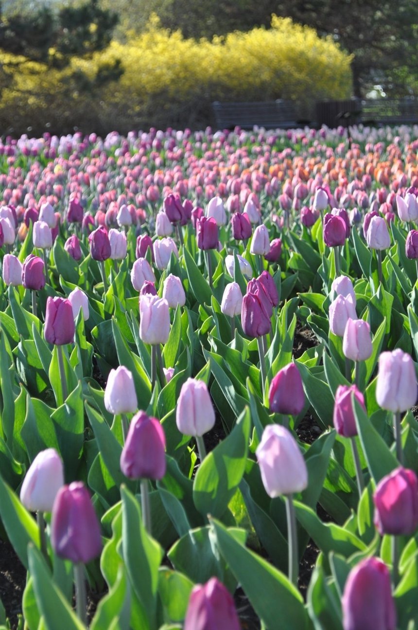 Море тюльпанов Море тюльпанов