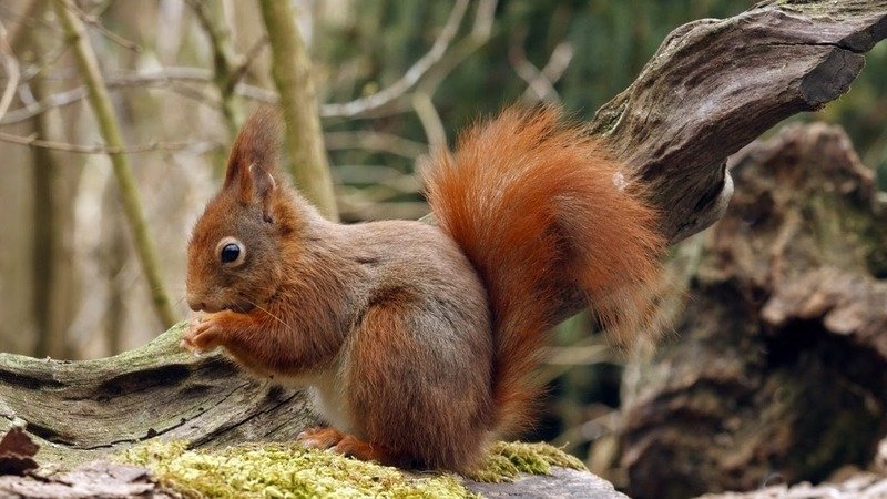 Фильмы о дикой природе Фильмы о дикой природе