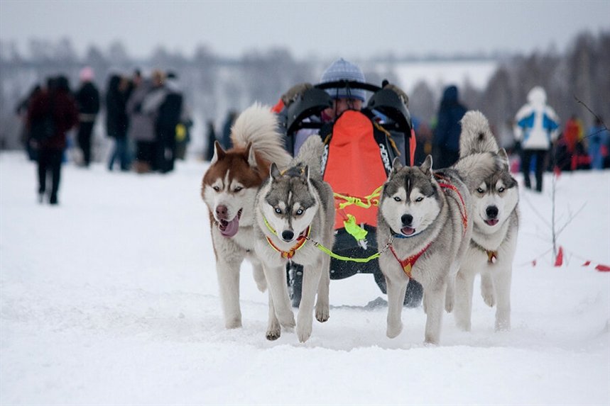 Хаски в москве