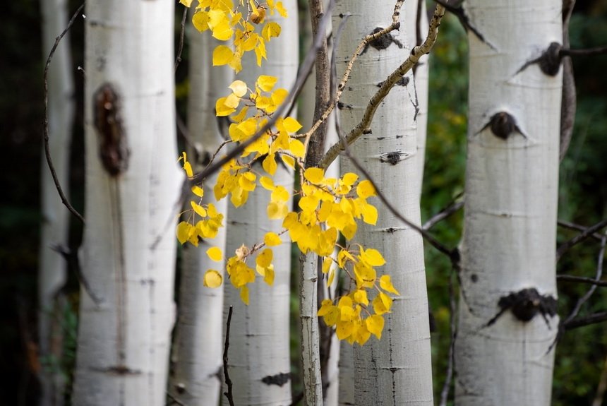 Тимирявский лесопарк