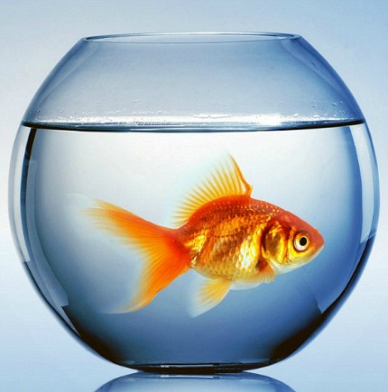 Аквариум Аквариум