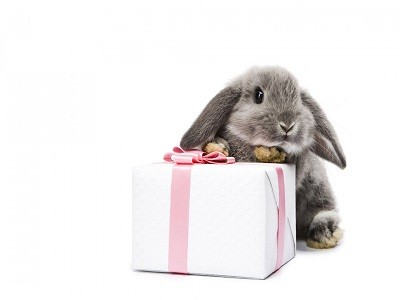Подарок животное 