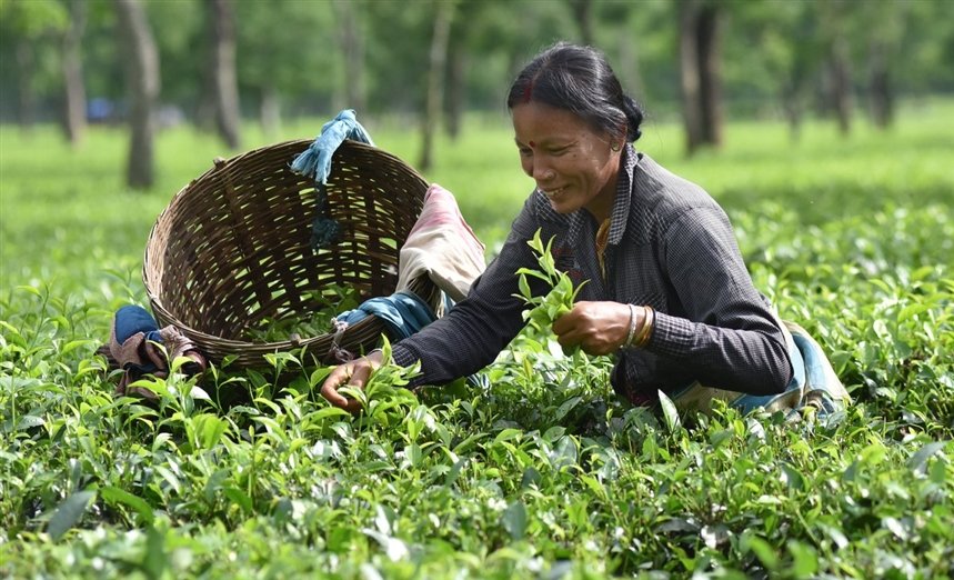 Джаму Джаму