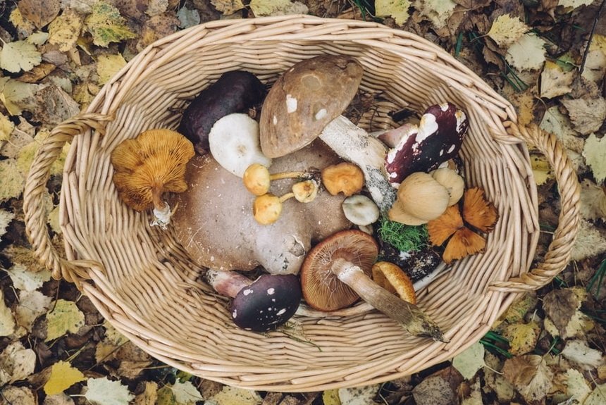 Грибы Грибы