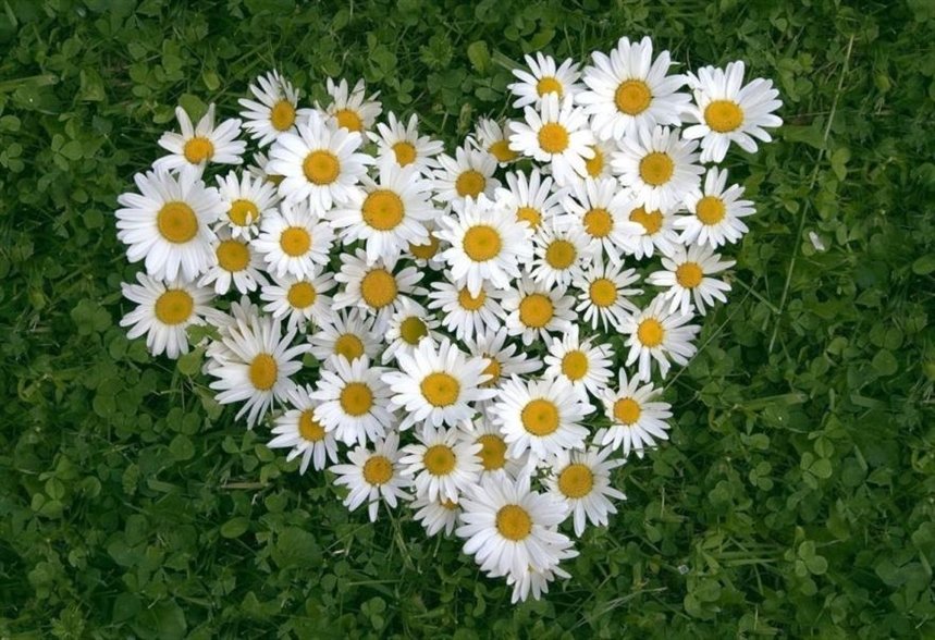 Ромашка Ромашка