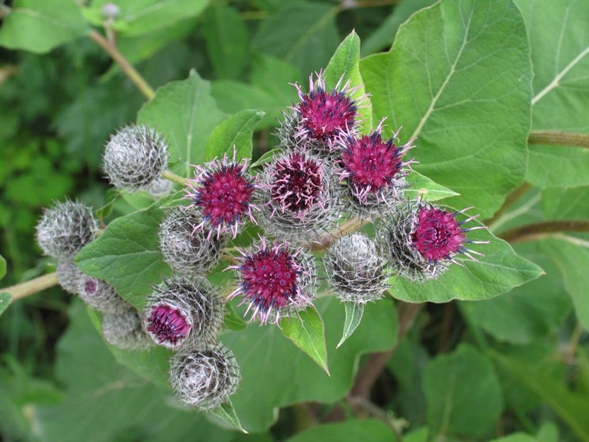 Масло лопуха 