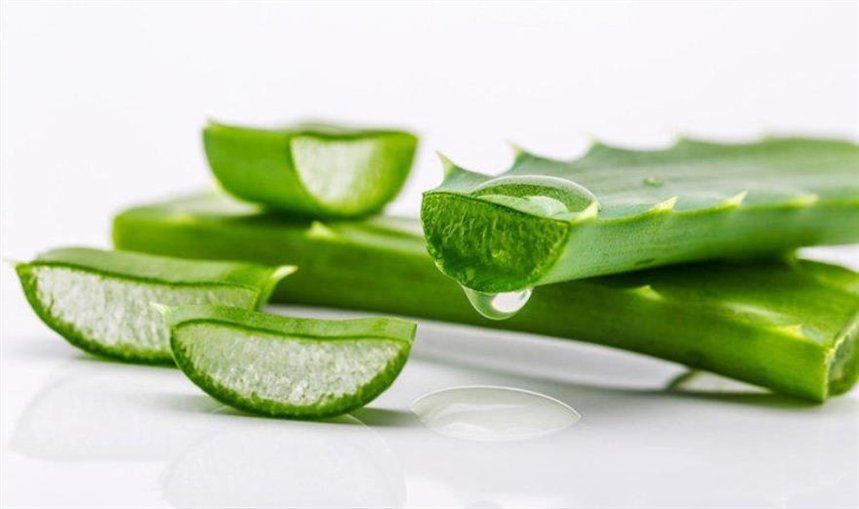 Алоэ вера Алоэ вера
