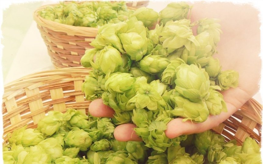 Хмель Хмель