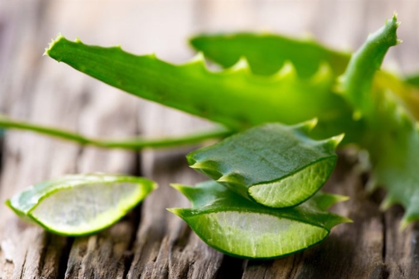 Алоэ вера Алоэ вера