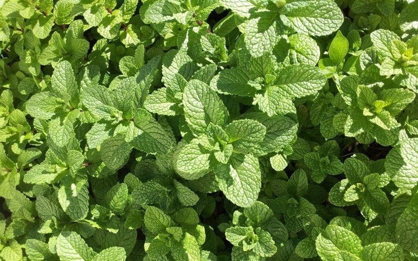 Мята для волос Мята для волос