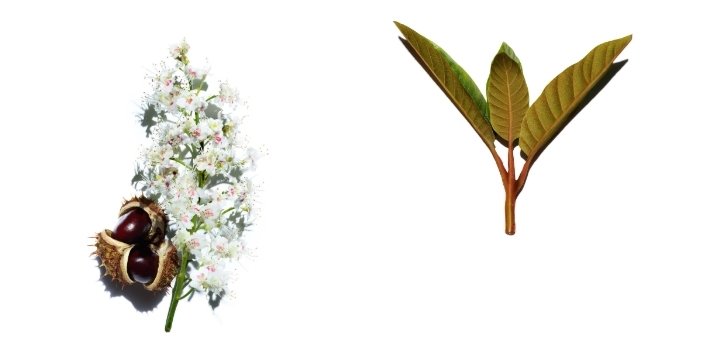 Каштан и харунгана Каштан и харунгана