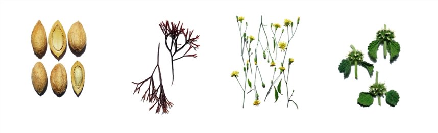 Баланитес, фурцеллярия, бородавник и маррубиум Баланитес, фурцеллярия, бородавник и маррубиум