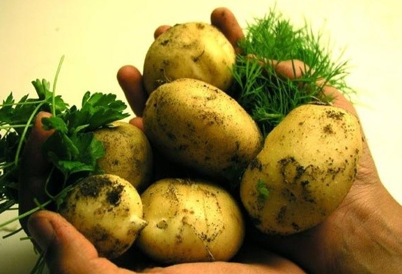 Картофель и петрушка 