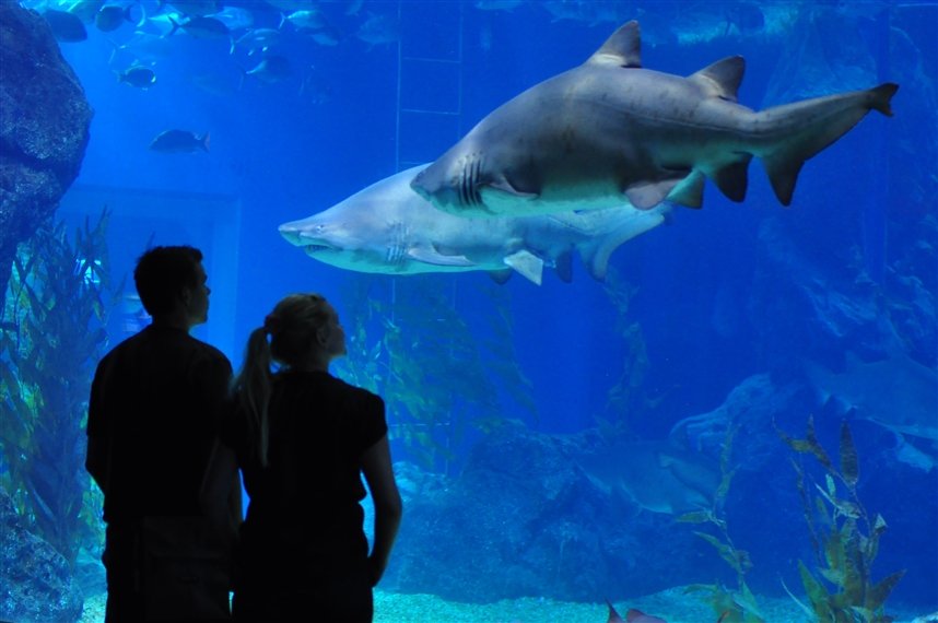 океанариум