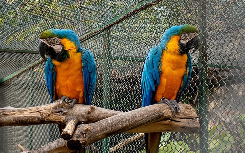 Похожая пара