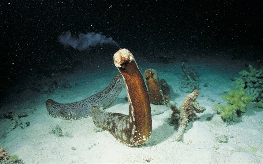 Морской огурец