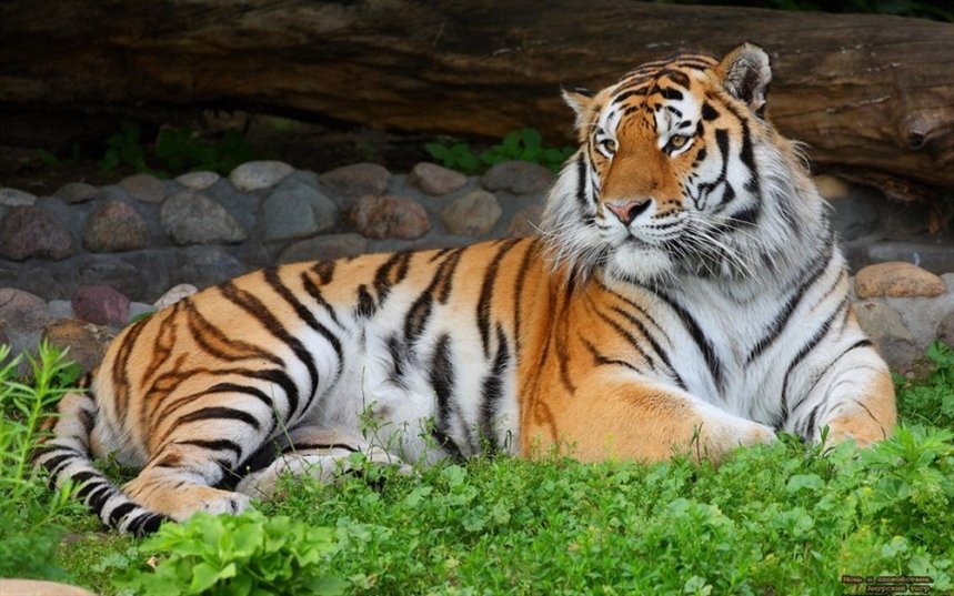 Тигринный афродизиак