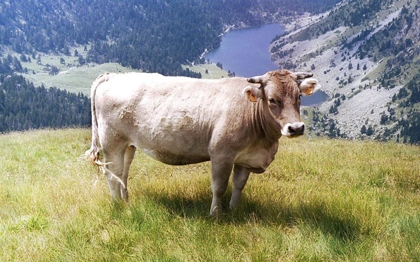 Бычий афродизиак