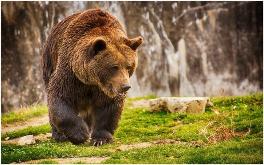 Медвежий афродизиак