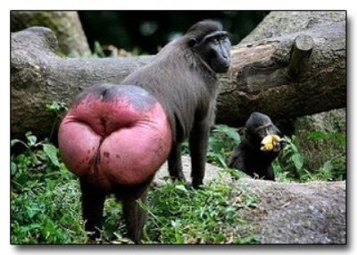 Обезьяна Обезьяна