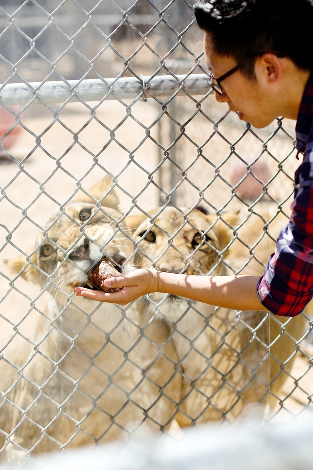 Познакомьтесь со львами Metro Goldwyn Mayer