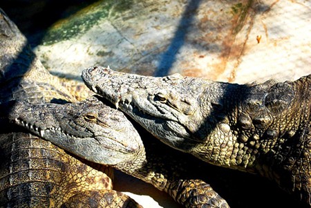 хамат-гадер-крокодилы