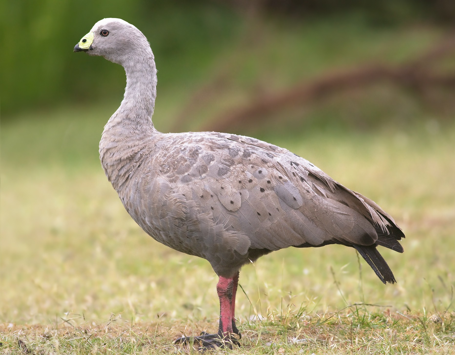 Кура гуси. Cereopsis novaehollandiae. Куриный Гусь Австралия. Cape barren Goose. Cereopsis гуси.