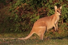 17 Национальных парков Австралии, которые стоит посетить