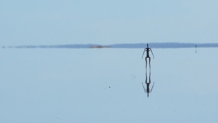 Скульптуры на озере Баллард, Западная Австралия
