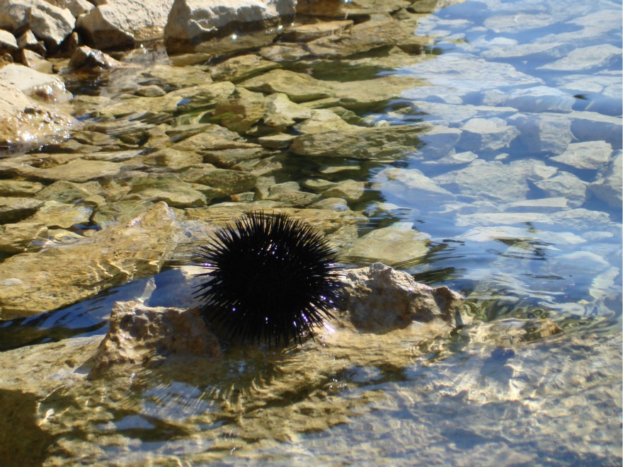 морской ёж