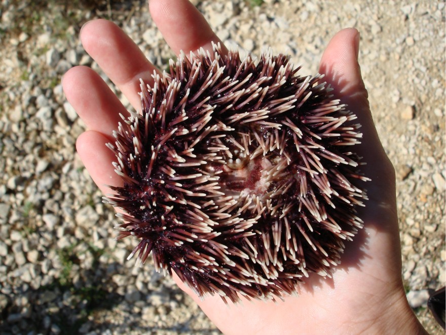 морской ёж красный