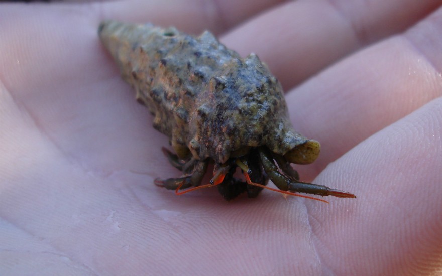 рачок из Дундо