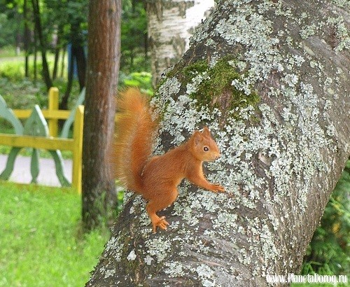 squuirel squuirel