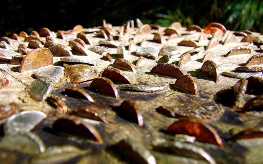 Денежный дуб Денежный дуб