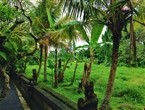 Тропические леса