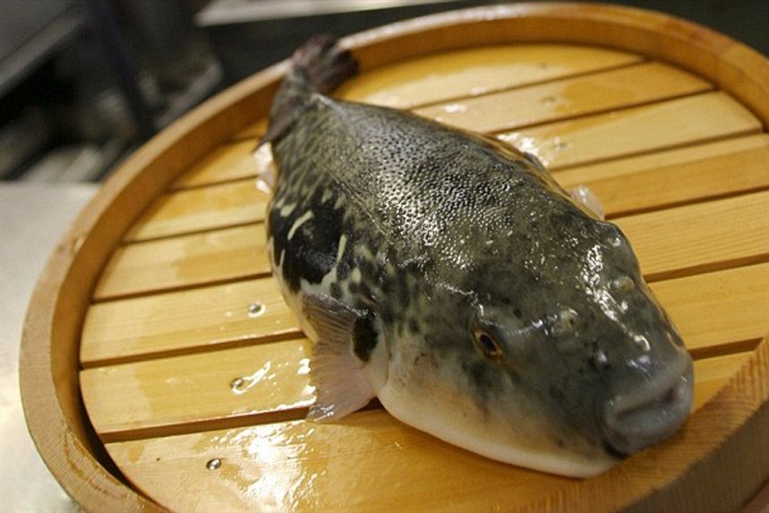 fugu fugu
