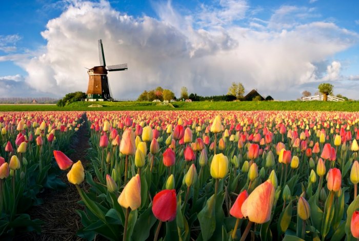 Нидерланды