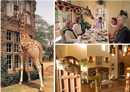 Giraffe Manor (Кения): возможность пообедать с дружелюбным жирафом Giraffe Manor (Кения): возможность пообедать с дружелюбным жирафом