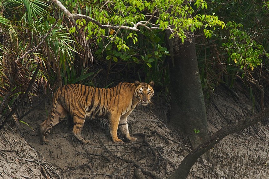 tigr_v_Sundarbanah tigr_v_Sundarbanah