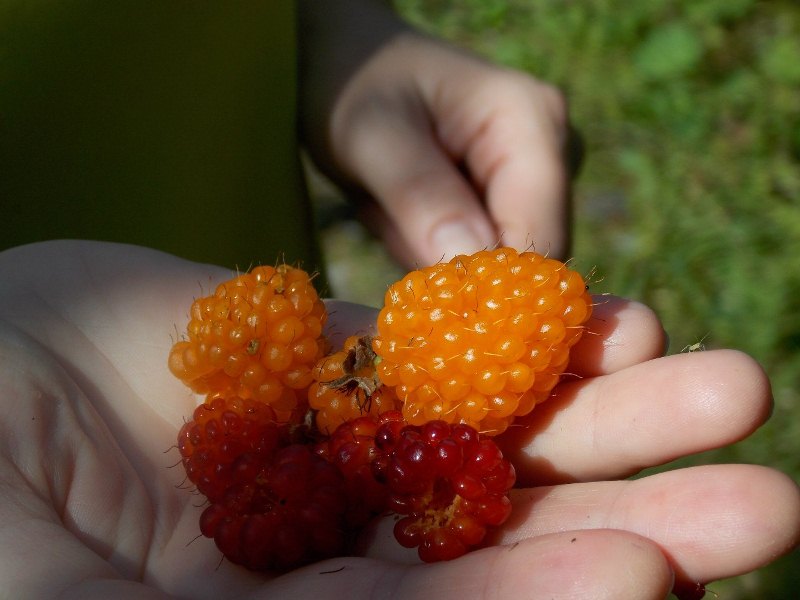 Гигантская дикая малина на Аляске