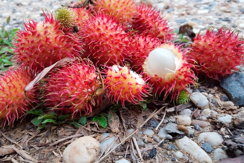 rambutan rambutan
