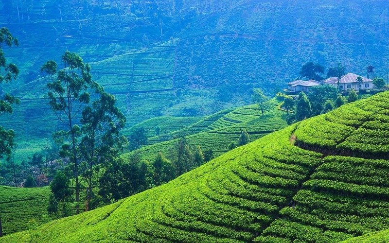 Шри-Ланка в январе