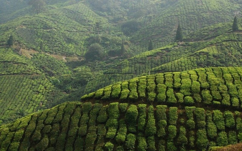 Шри-Ланка в январе