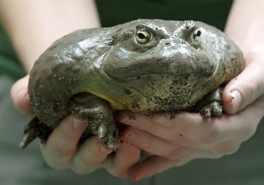 lyaguschka_bik lyaguschka_bik