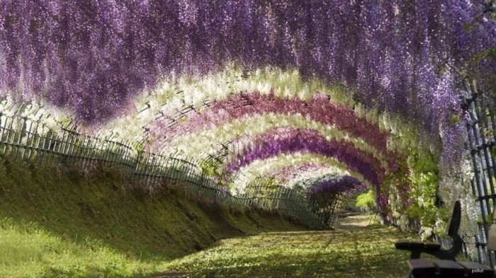 Тоннель Вистерия, Япония